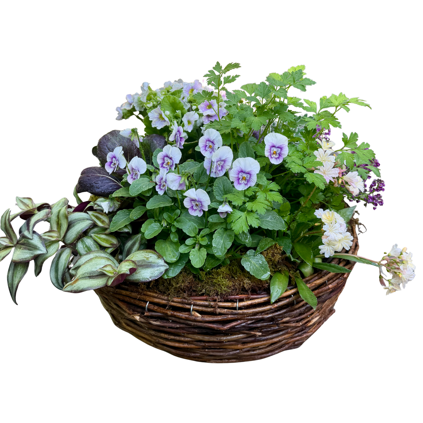 Large Willow Basket with Viola