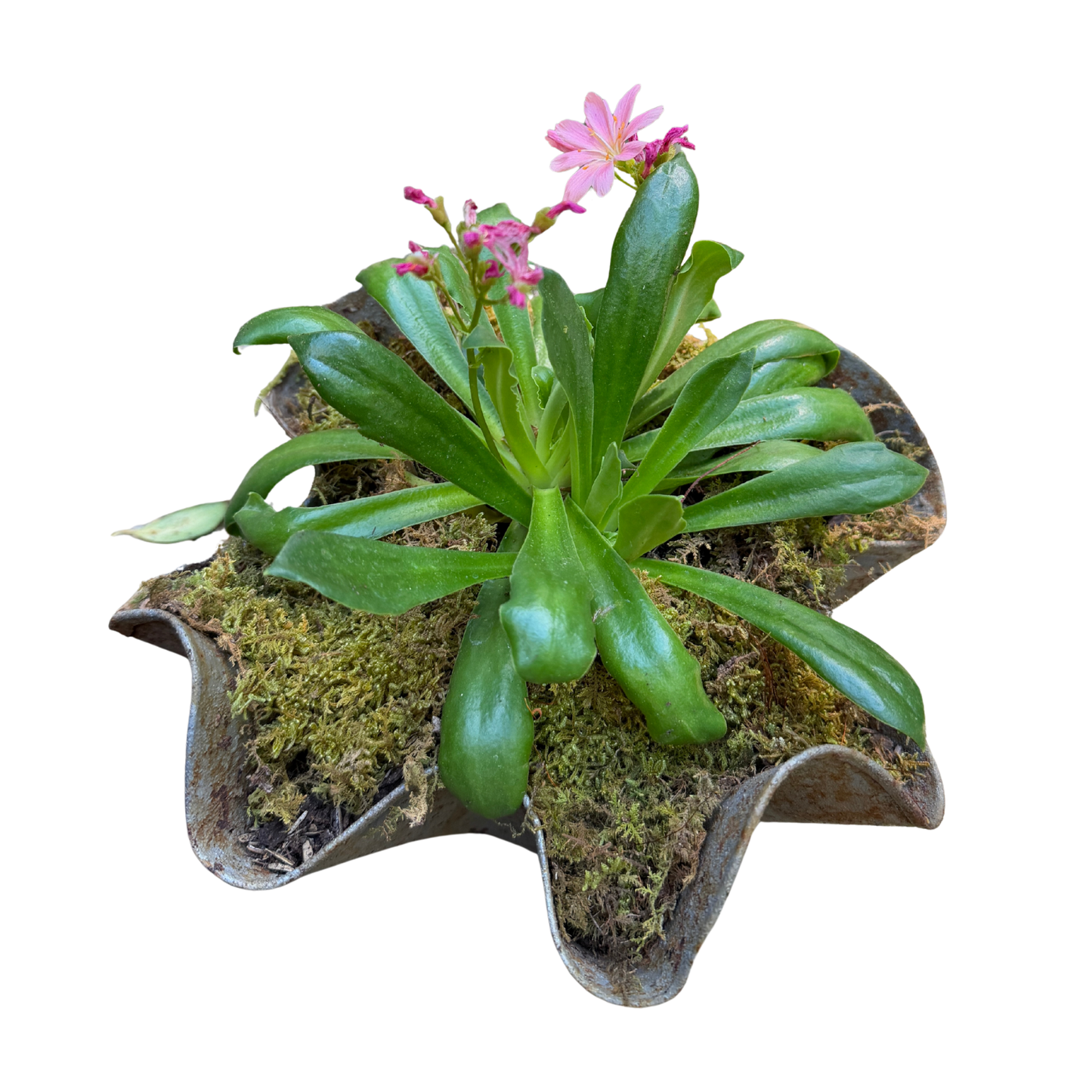 Lewisia in Handkerchief