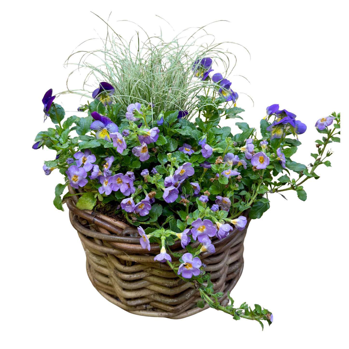 Purple Shades Rattan planter