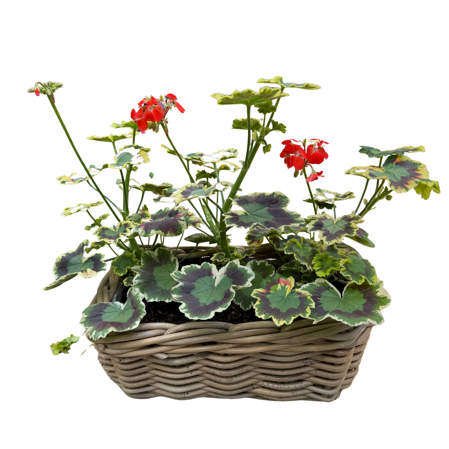 Mrs. Pollack Geranium in long Rattan Planter