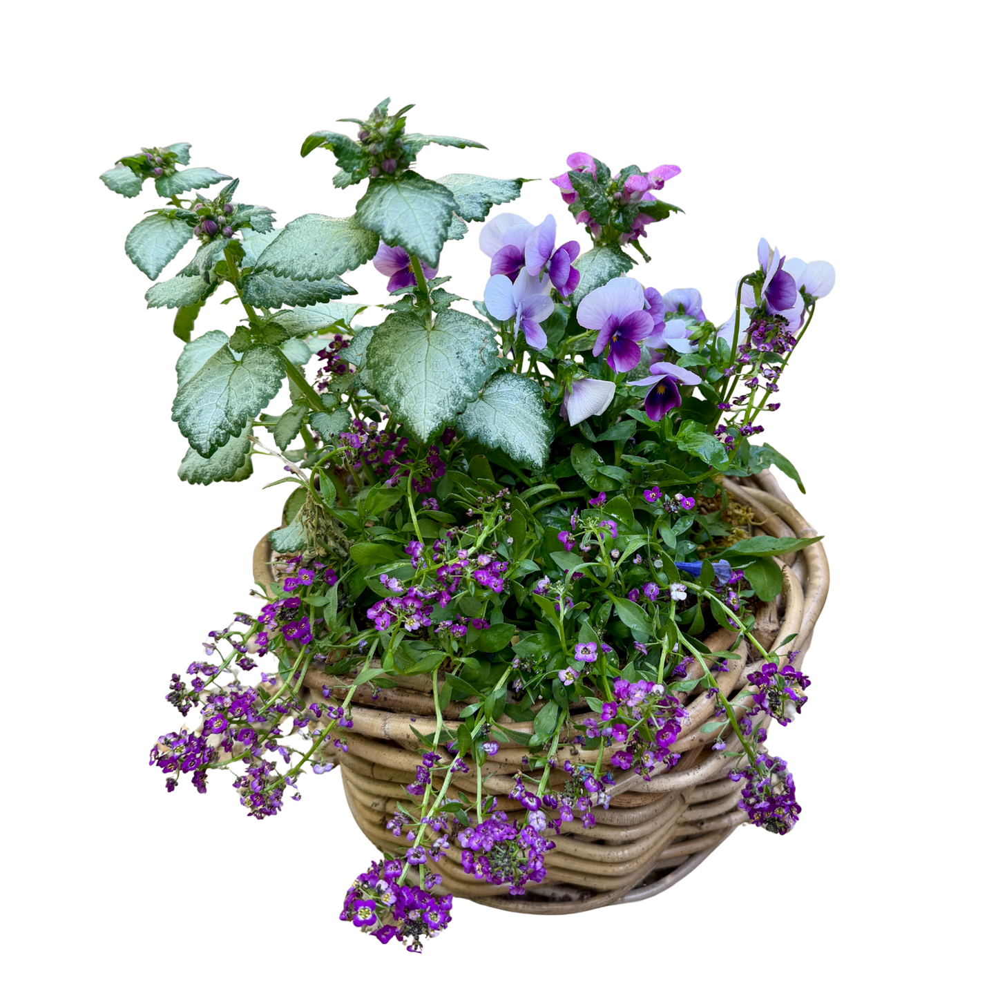 Lamium in Medium Rattan
