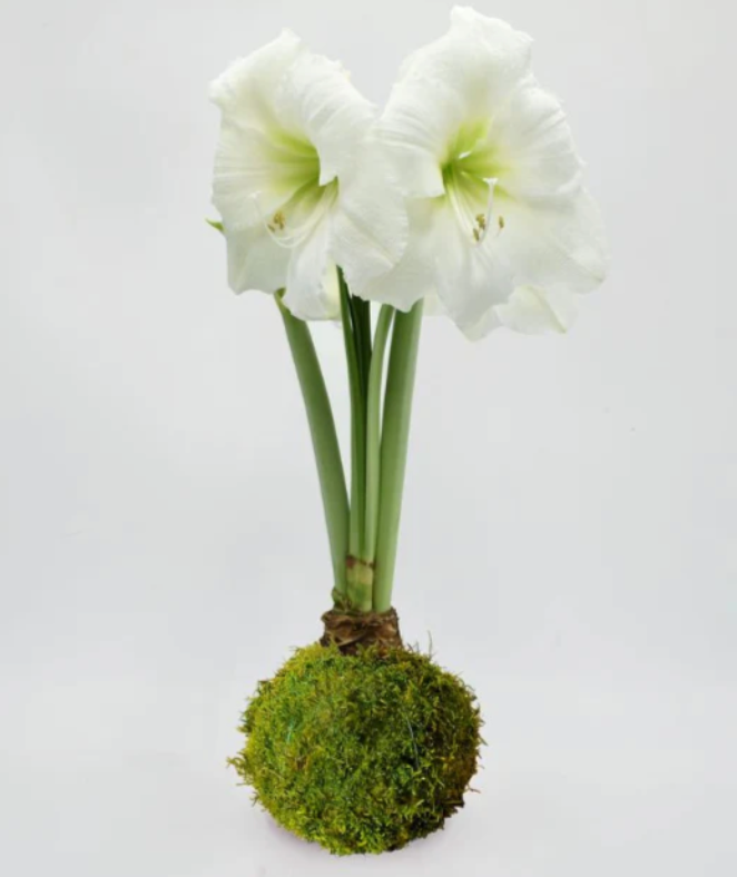 Mossed Waxed Amaryllis Bulb with White Flower