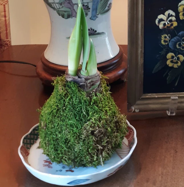 Mossed Waxed Amaryllis Bulb with White Flower