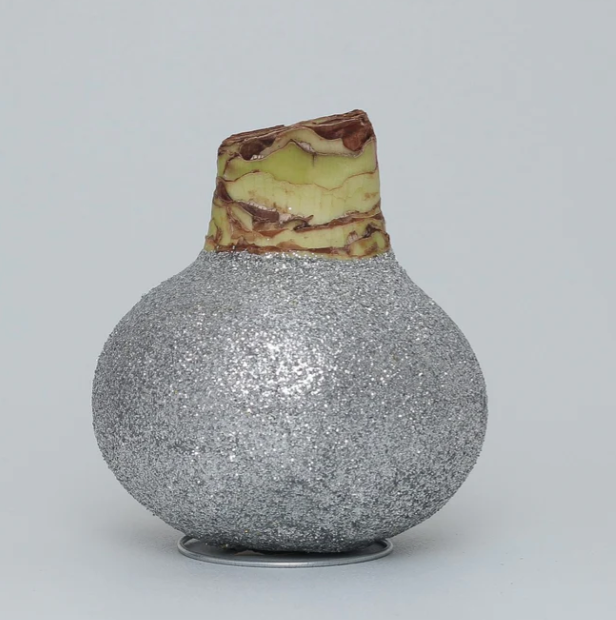 Silver Glitter Waxed Amaryllis Bulb with Pink Flower
