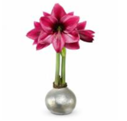 Silver Lacquer Waxed Amaryllis Bulb