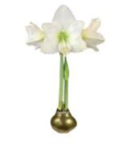 Gold Lacquer Waxed Amaryllis Bulb