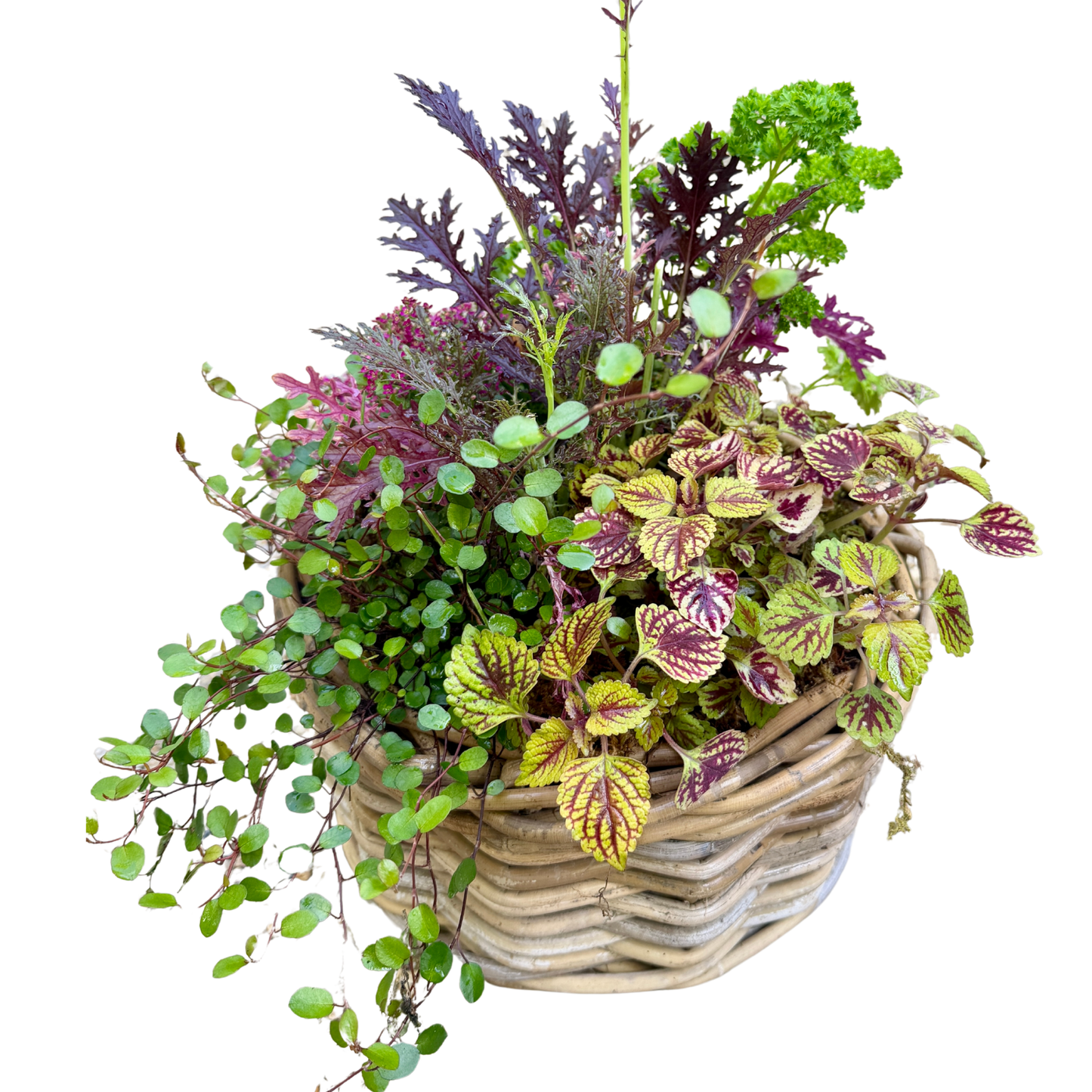 Texture and foliage in medium rattan planter