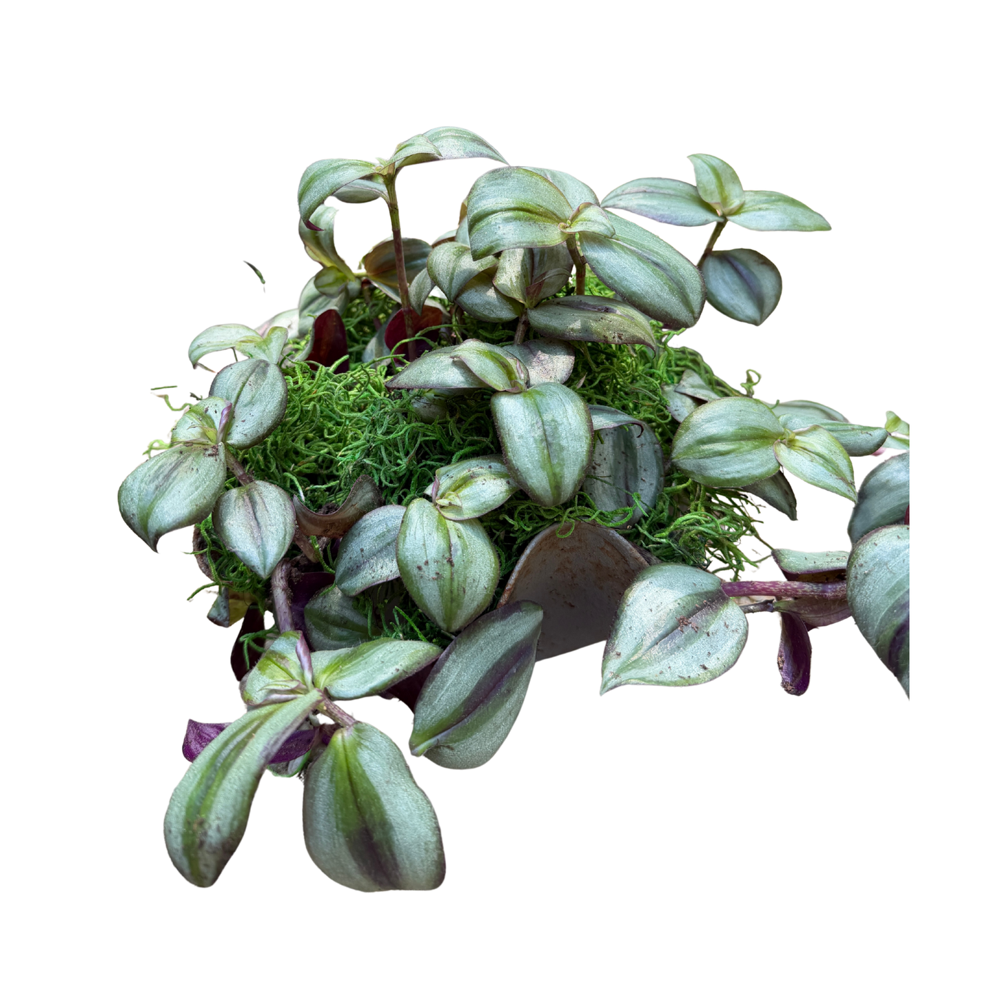 Wandering Jew in Handkerchief
