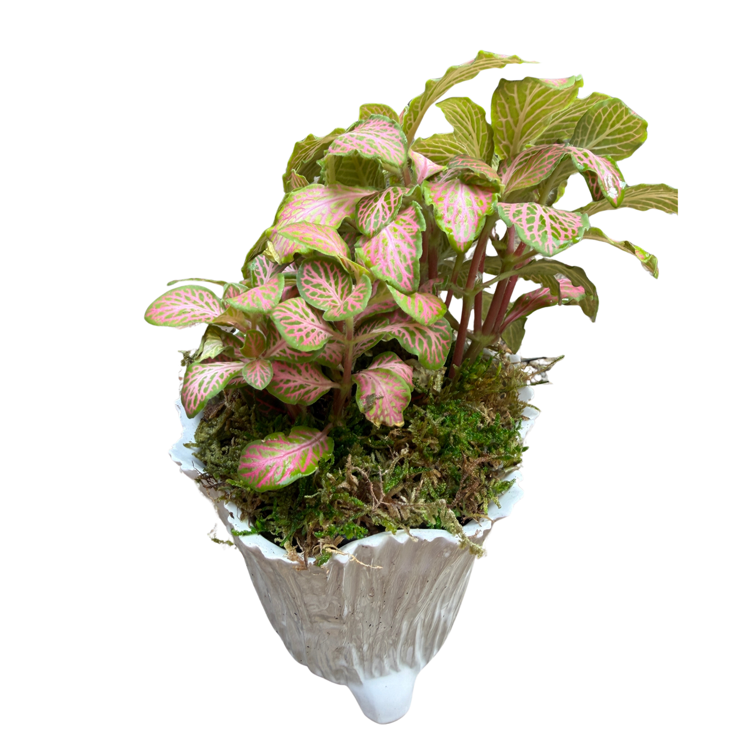 Foliage in Faux Bois