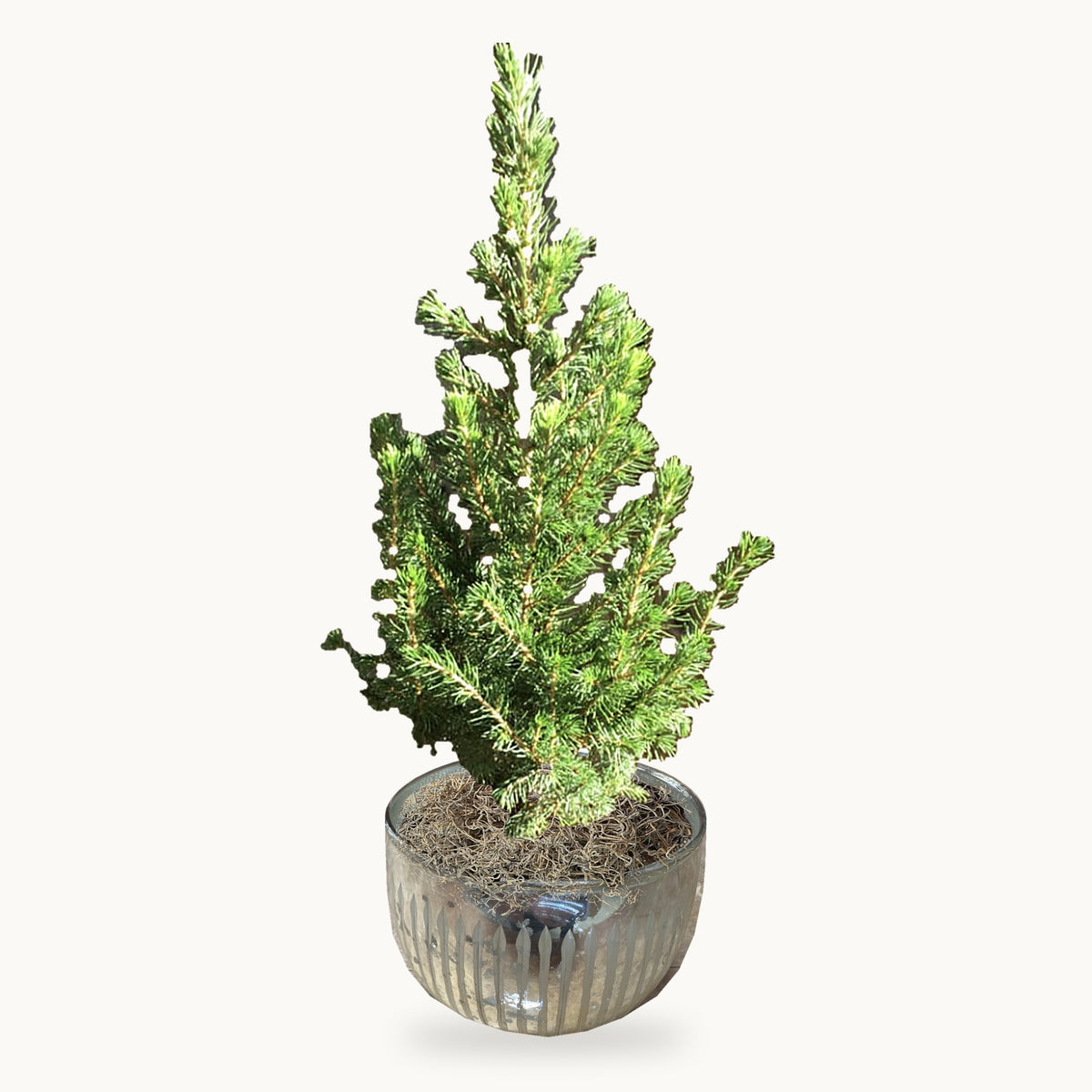 Dwarf Spruce Gift Tree