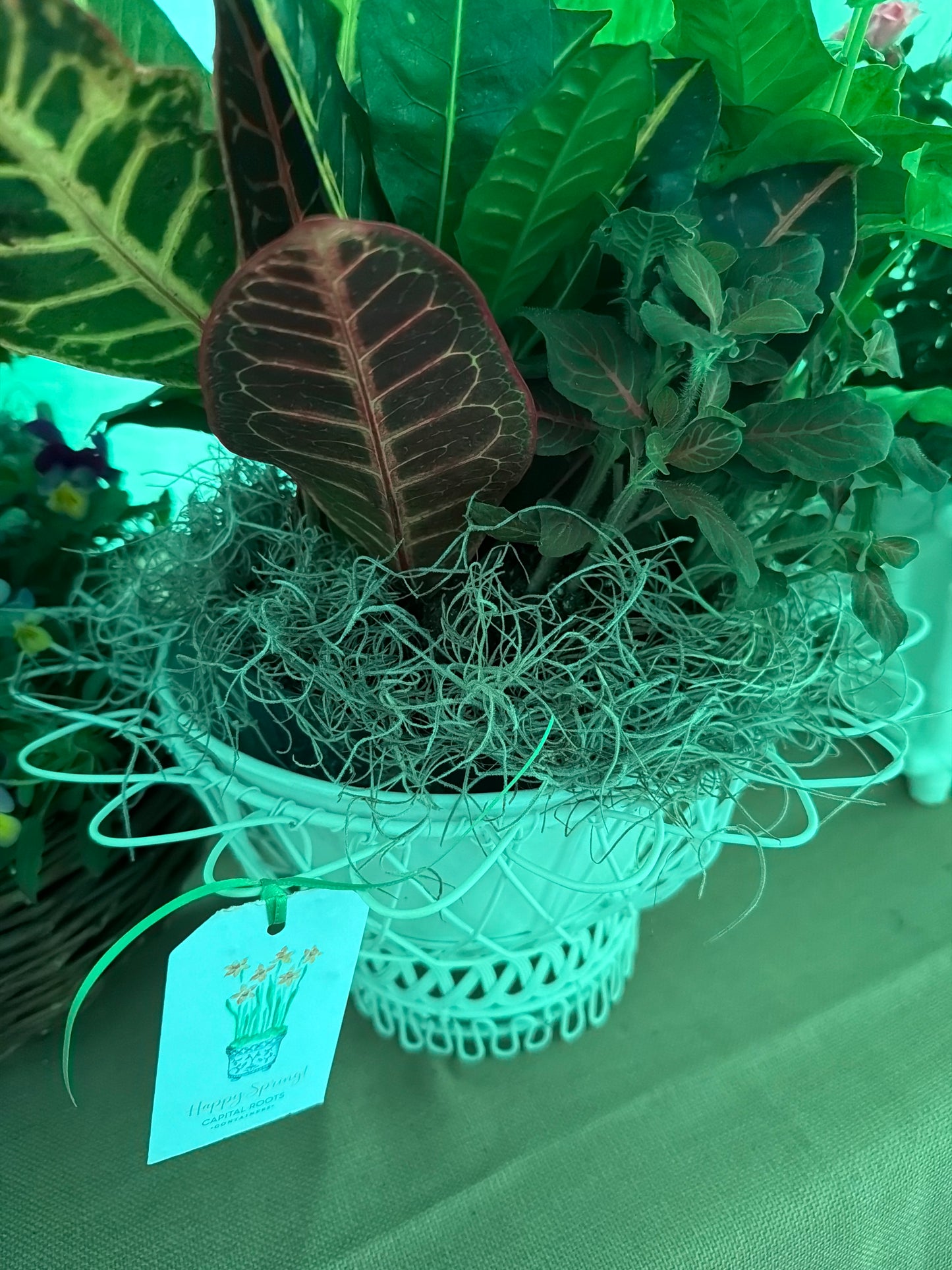 Tropical Medley in White Mrs. Alice Cachepot