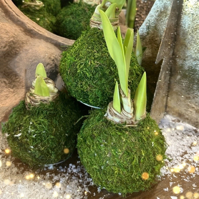Moss-Wrapped Waxed Amaryllis Bulb