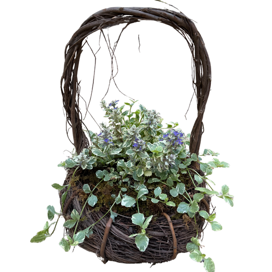 Ajuga basket