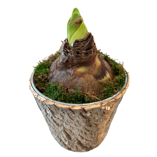 Amaryllis in Birch & Zinc Planter