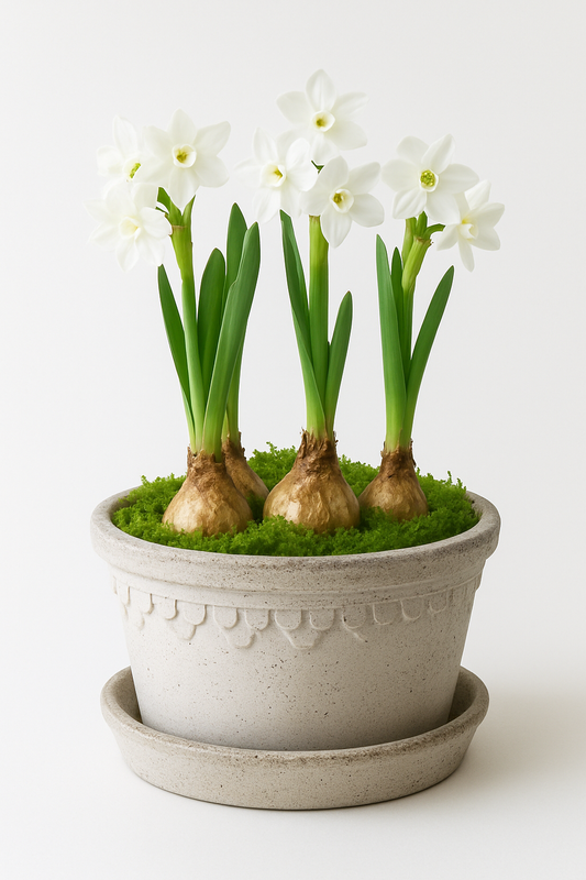 Berg's Planter with Paperwhites