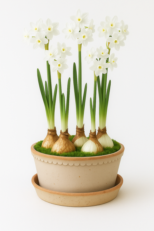 Berg's Rosa Planter with Paperwhites