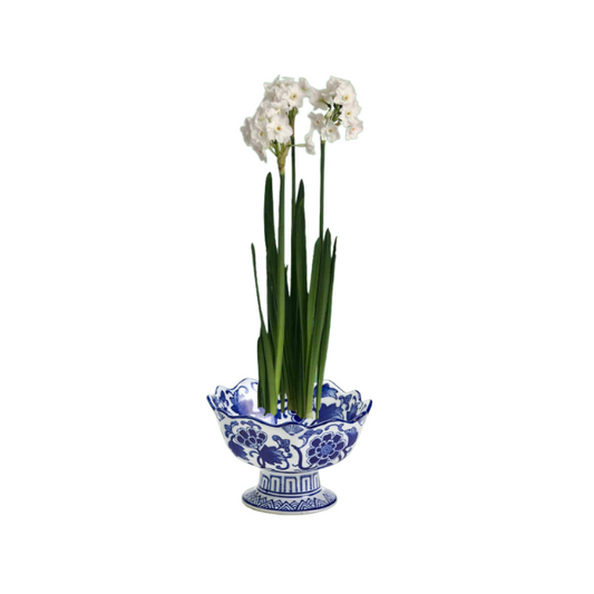 Paperwhites in Blue & White dish