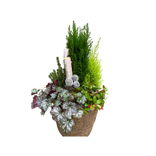 Perennial Evergreen Holiday Porch Pot