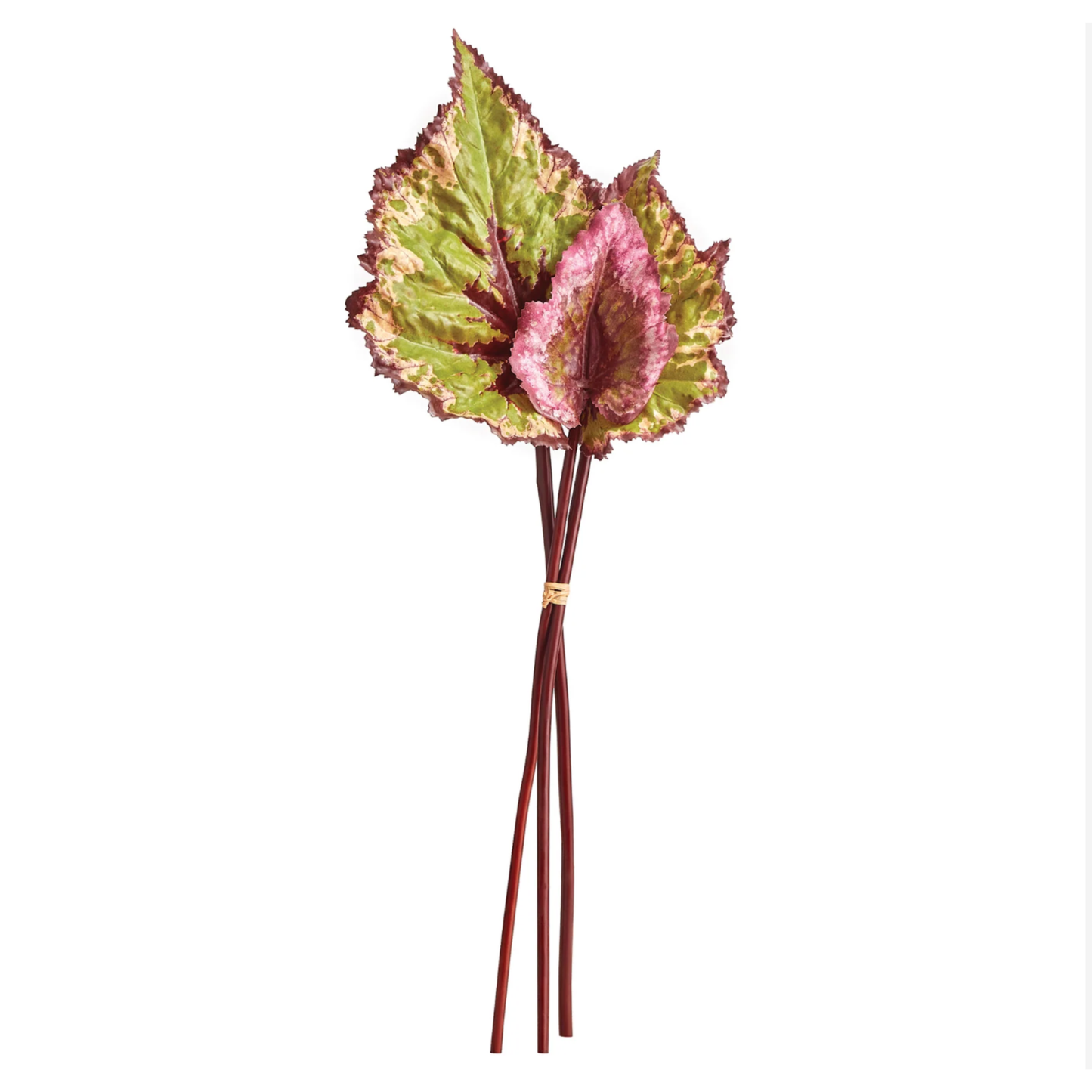 Faux Rex Begonia bundle