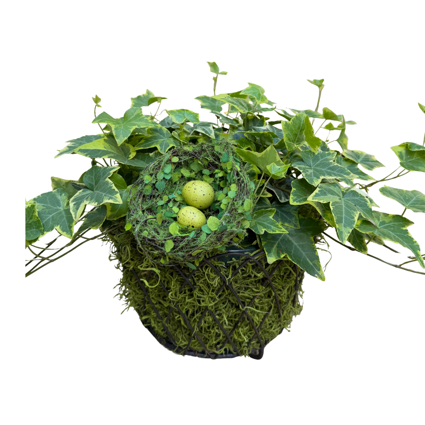 French Wire basket with Ivy