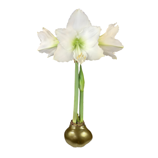 Gold Lacquer Waxed Amaryllis Bulb
