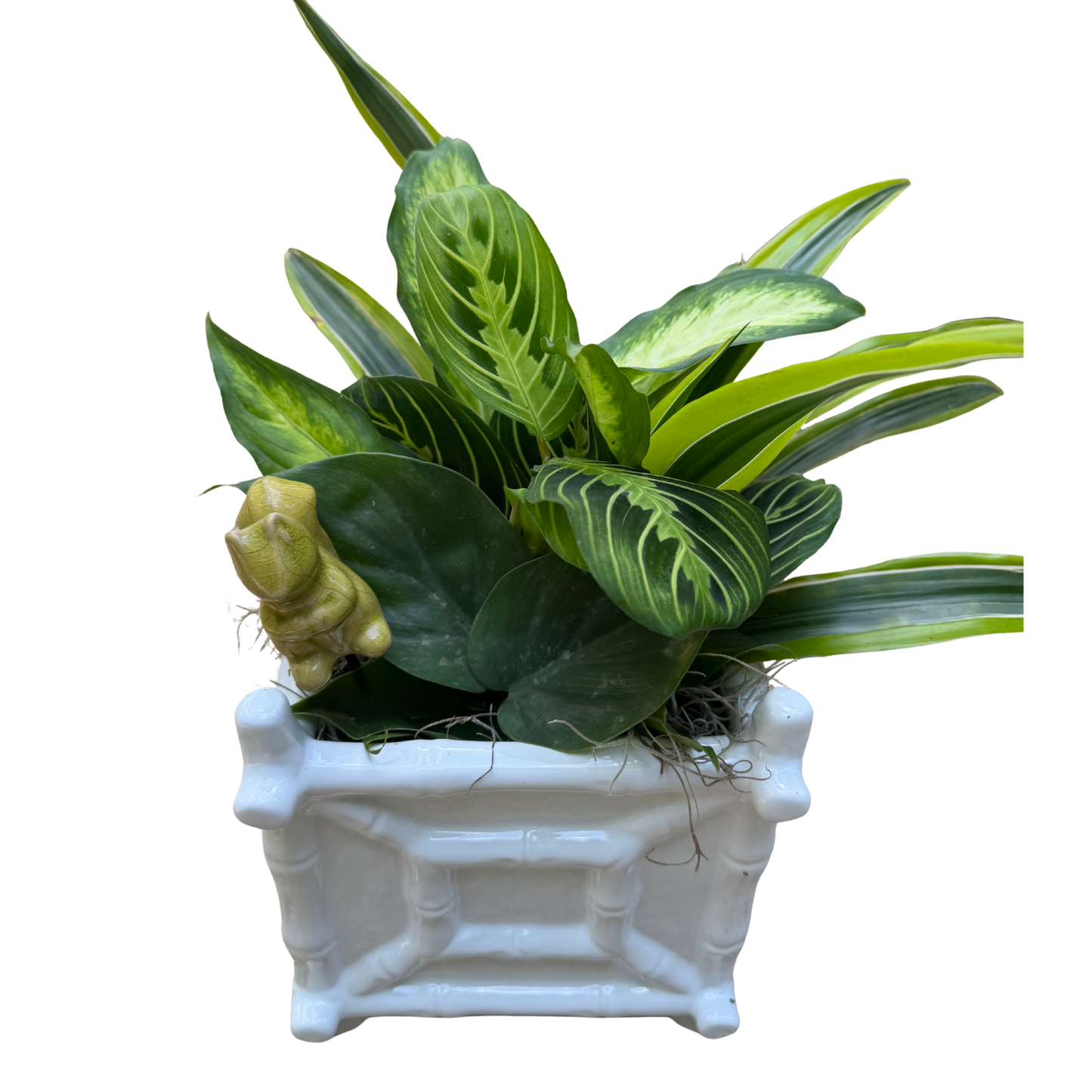 Houseplant medley Bamboo