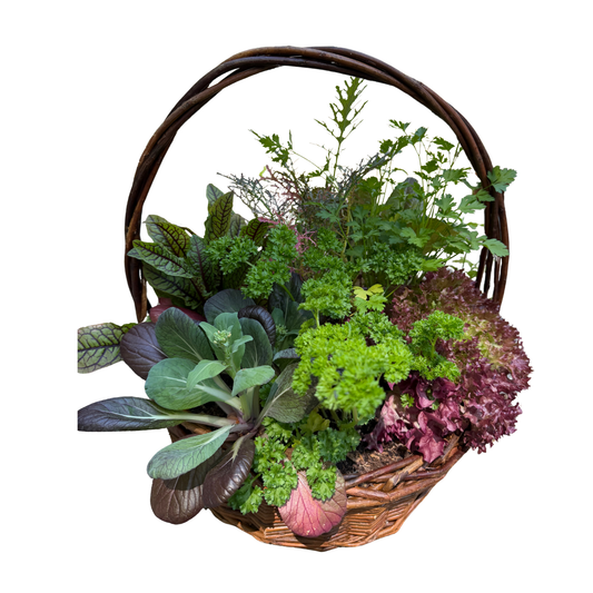 Large Willow Herb basket