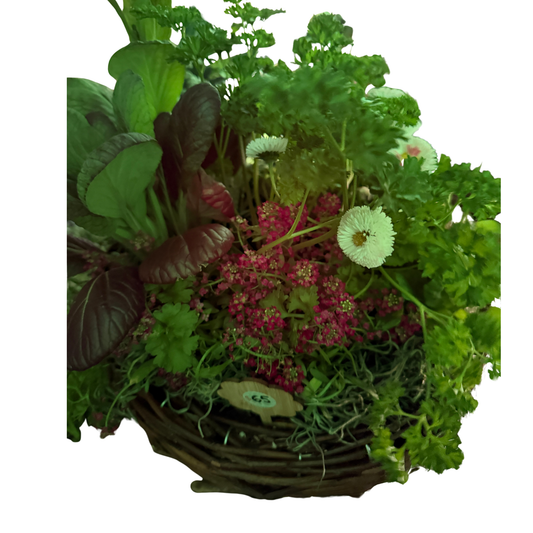 Medium Willow Basket with Pac Rosie & Lamium