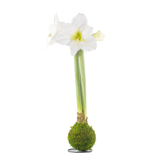 Moss-Wrapped Waxed Amaryllis Bulb