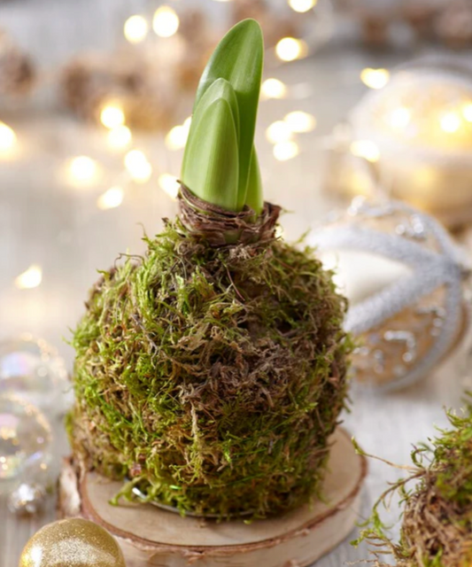 Moss-Wrapped Waxed Amaryllis Bulb