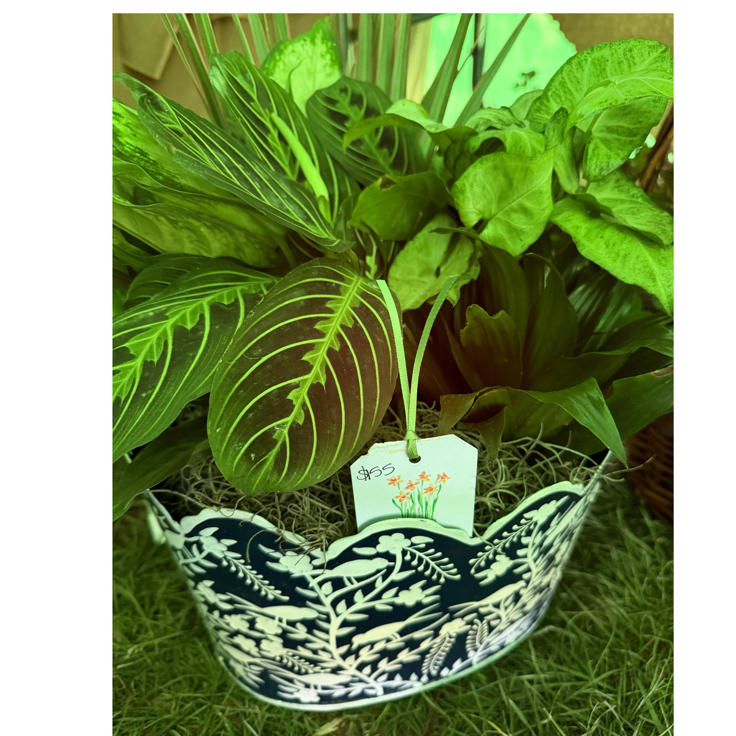 Mrs. Alice Cachepot with houseplant Medley