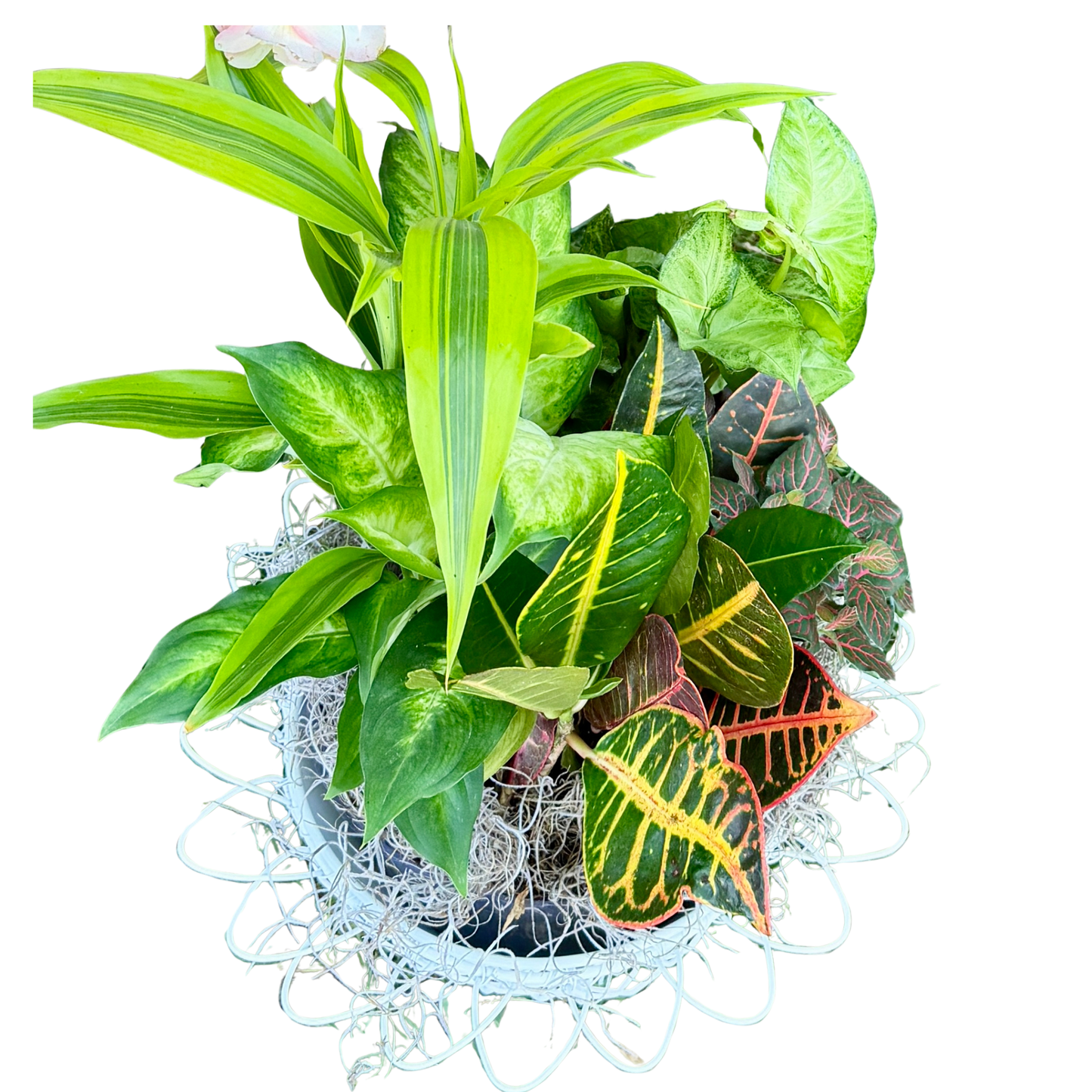 Mrs. Alice in Wire Cachepot with Tropicals