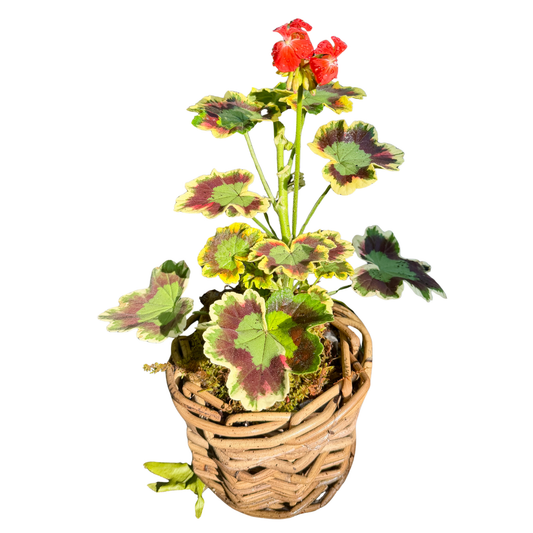 Mrs. Pollack Geranium in small Rattan Planter