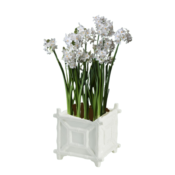 Paperwhites in Bamboo Cachepot