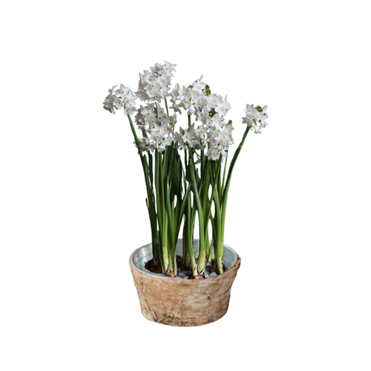 Paperwhites in Birch & Zinc Planter