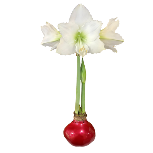 Red Lacquer Waxed Amaryllis Bulb