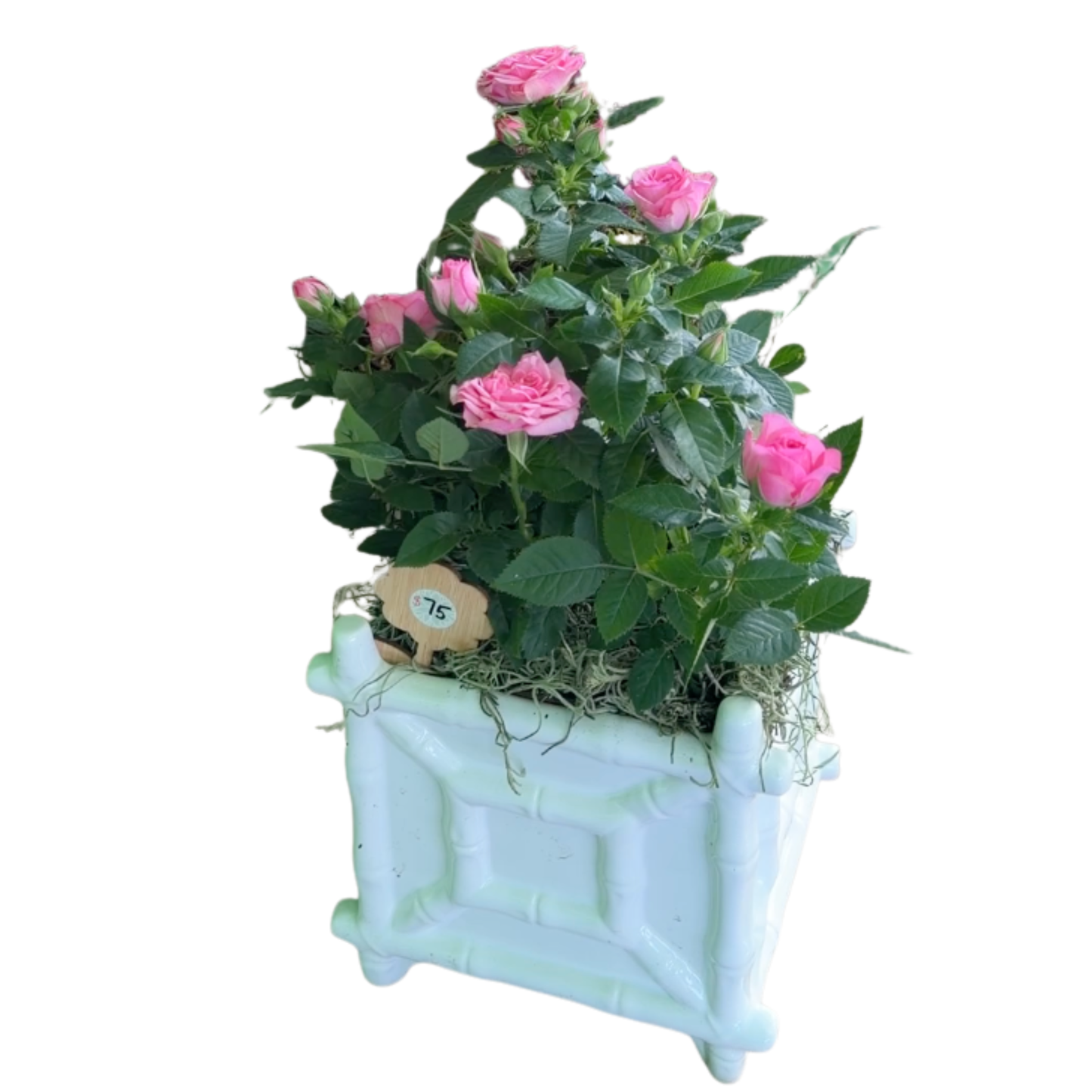 Pink Rose in Bamboo Cachepot
