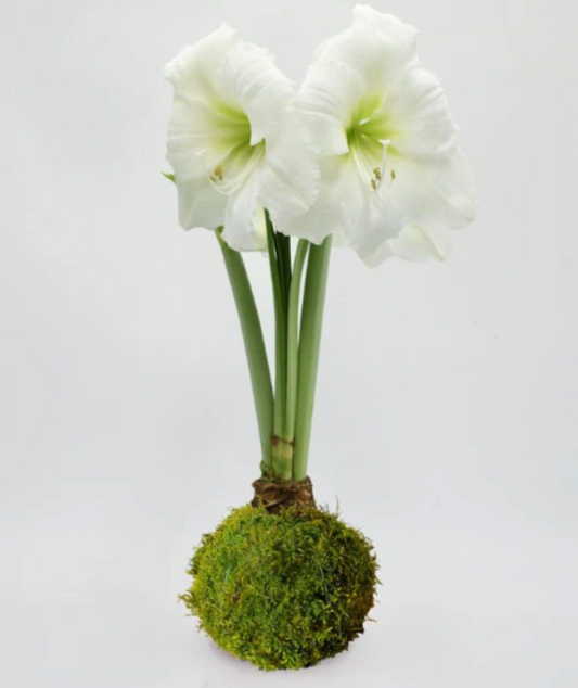 Mossed Waxed Amaryllis Bulb with White Flower
