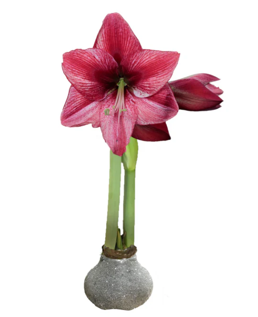 Silver Glitter Waxed Amaryllis Bulb with Pink Flower