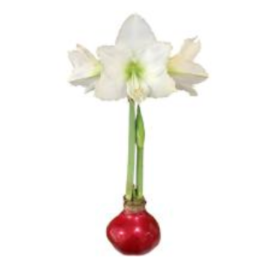 Red Lacquer Waxed Amaryllis Bulb