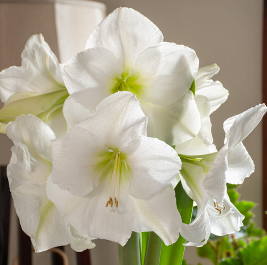 Candle White Amaryllis in Berg's pot & saucer