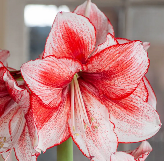 Stardust Amaryllis in Berg's pot & saucer