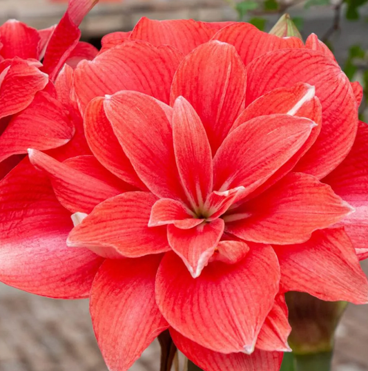 Rose Pink Amaryllis in Berg's pot & saucer