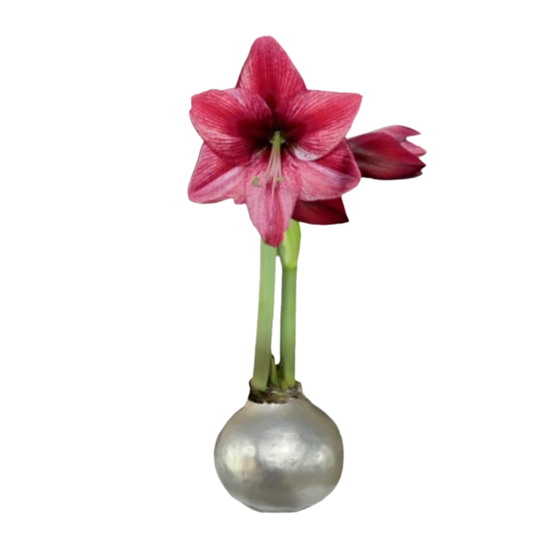Silver Lacquer Waxed Amaryllis Bulb