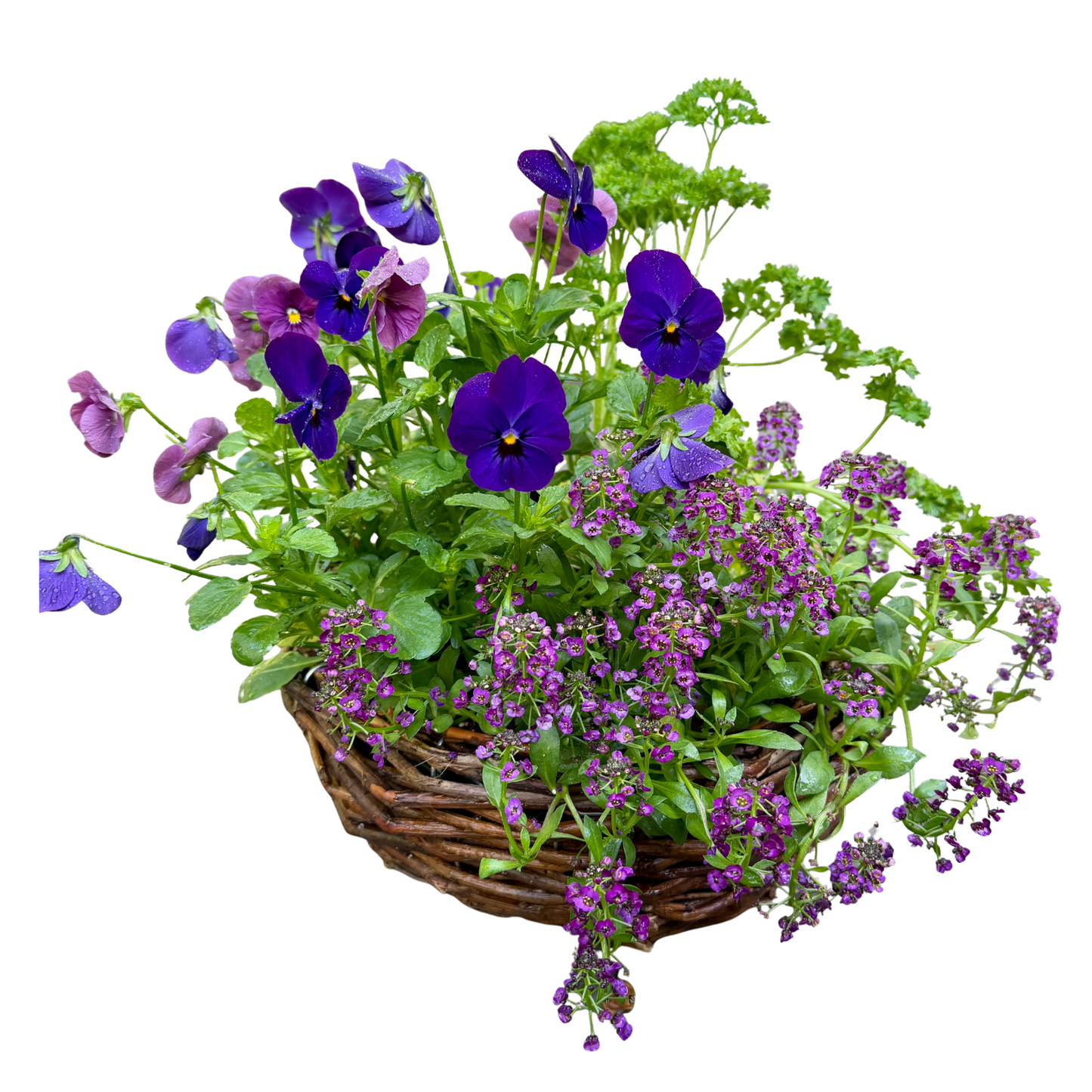 Purple willow basket