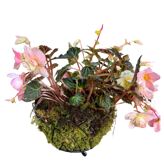 Begonia in French Wire Basket