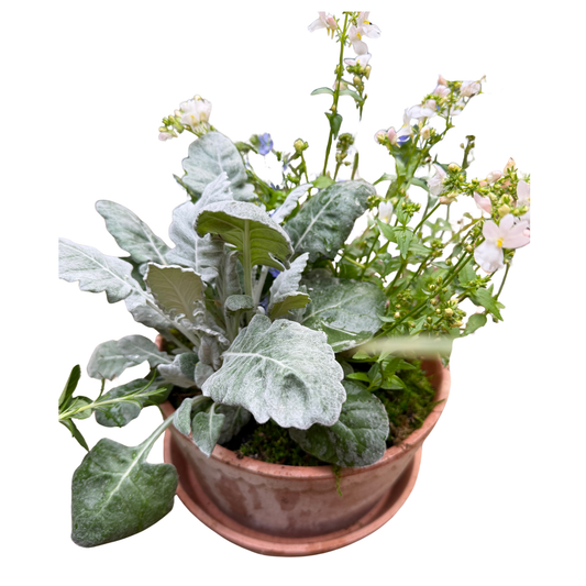 Berg's Helena Rosa Low pot with foliage