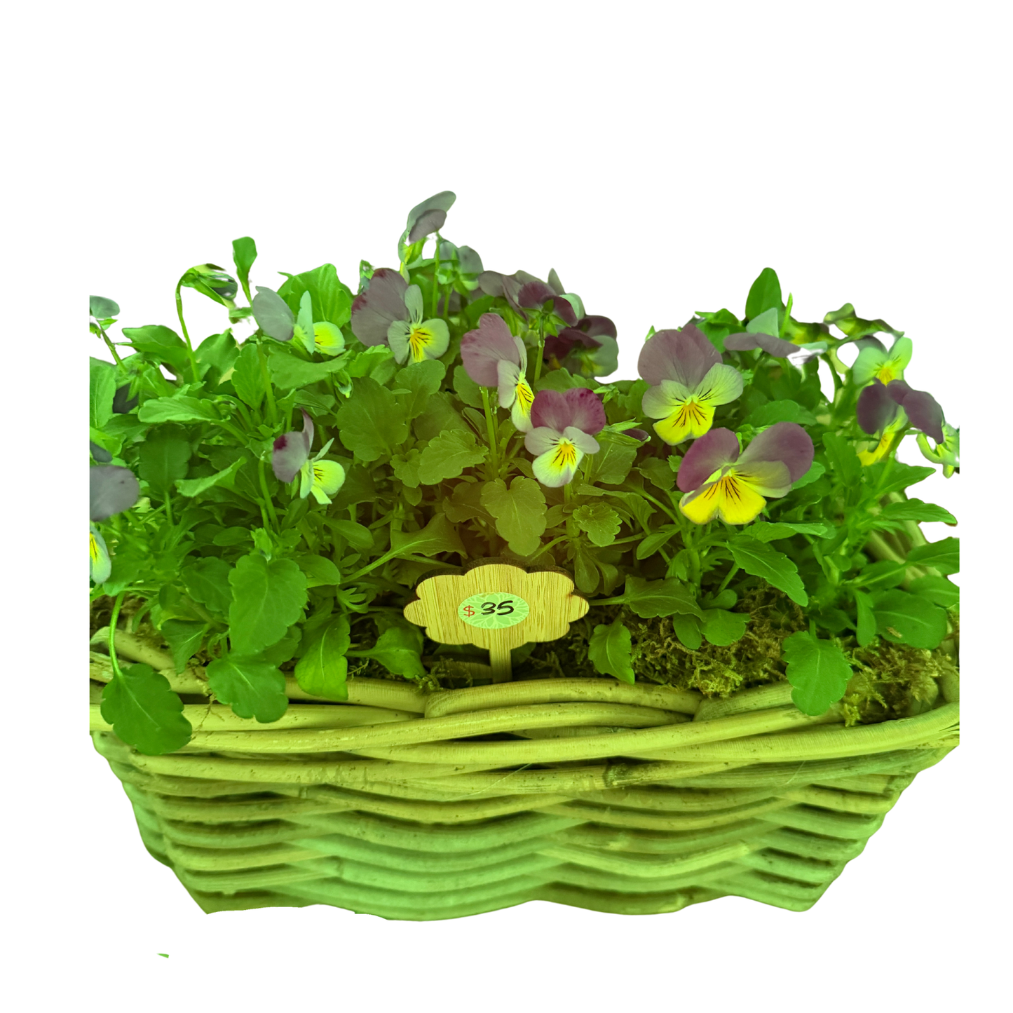 Violasin long Rattan Planter