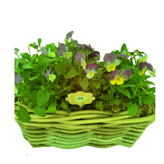 Violasin long Rattan Planter