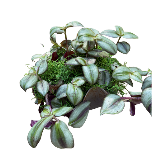 Wandering Jew in Handkerchief